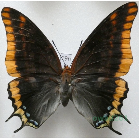 Charaxes jasius (Linnaeus, 1767) female Croatia 68mm19n